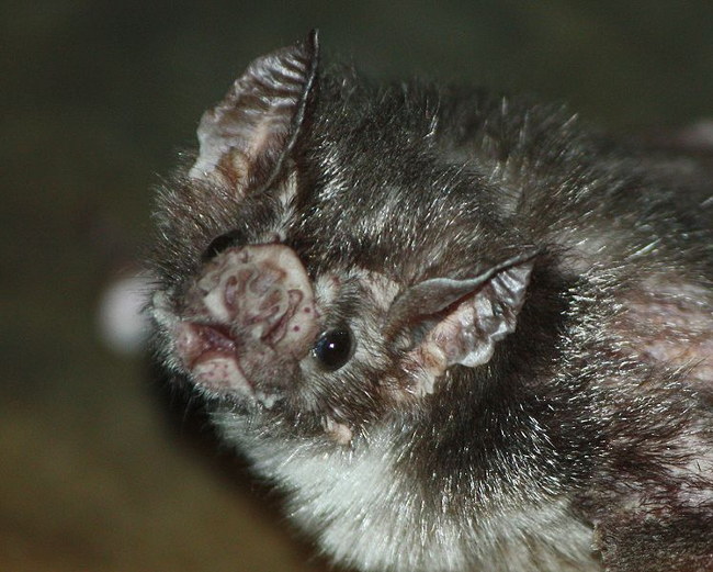chauve-souris vampire morsure humain