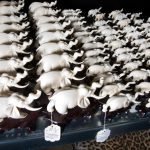 éléphant ivoire trafic animaux