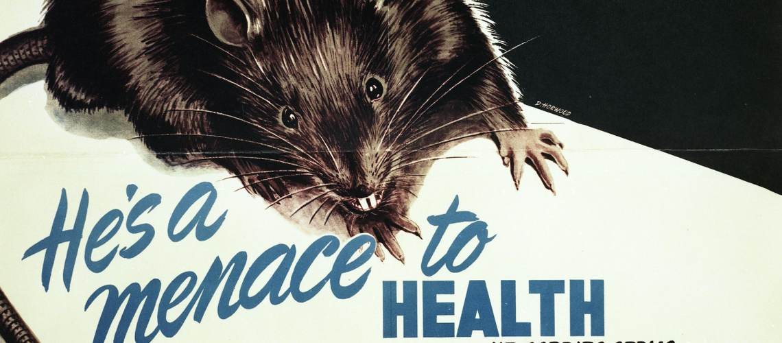 Rats mélange espèces Ville