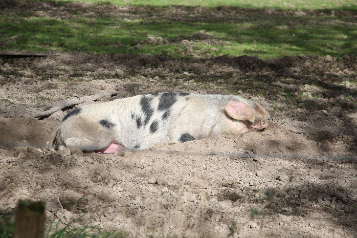 zad cochon dormant