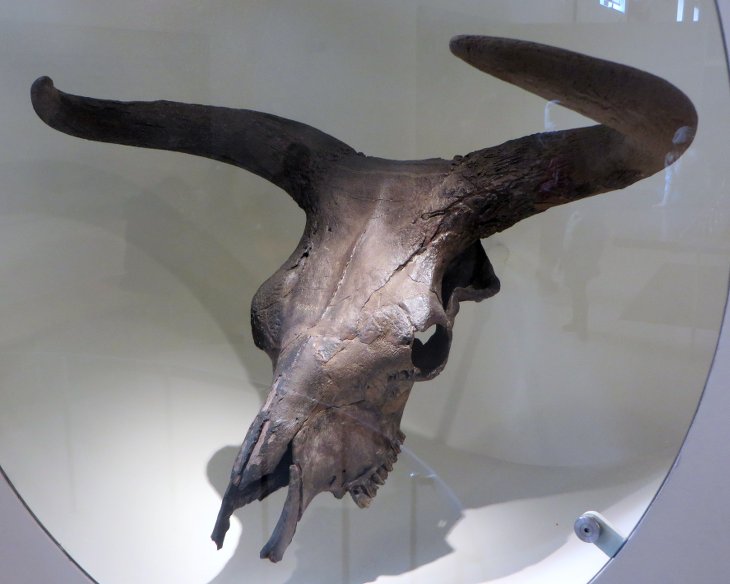 Aurochs Disparition Crâne Musée