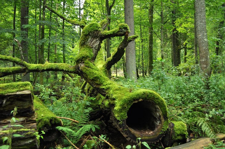Aurochs Disparition Forêt Europe