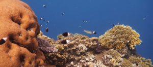 réchauffement climatique corail reproduction