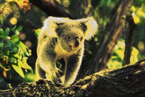Koala Barilaro Berejiklian