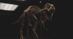 Stan Tyrannosaure Squelette