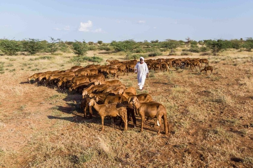 Un éleveur de bétail au Soudan