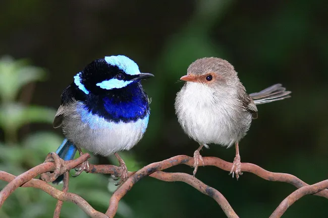 Le mâle en bleu, la femelle en gris : un couple de mérions superbes, petits oiseaux au ventre arrondi, se fait la cour.